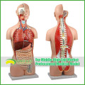 Teaching Models Plastic Human Torso Anatomy with Removable Organs